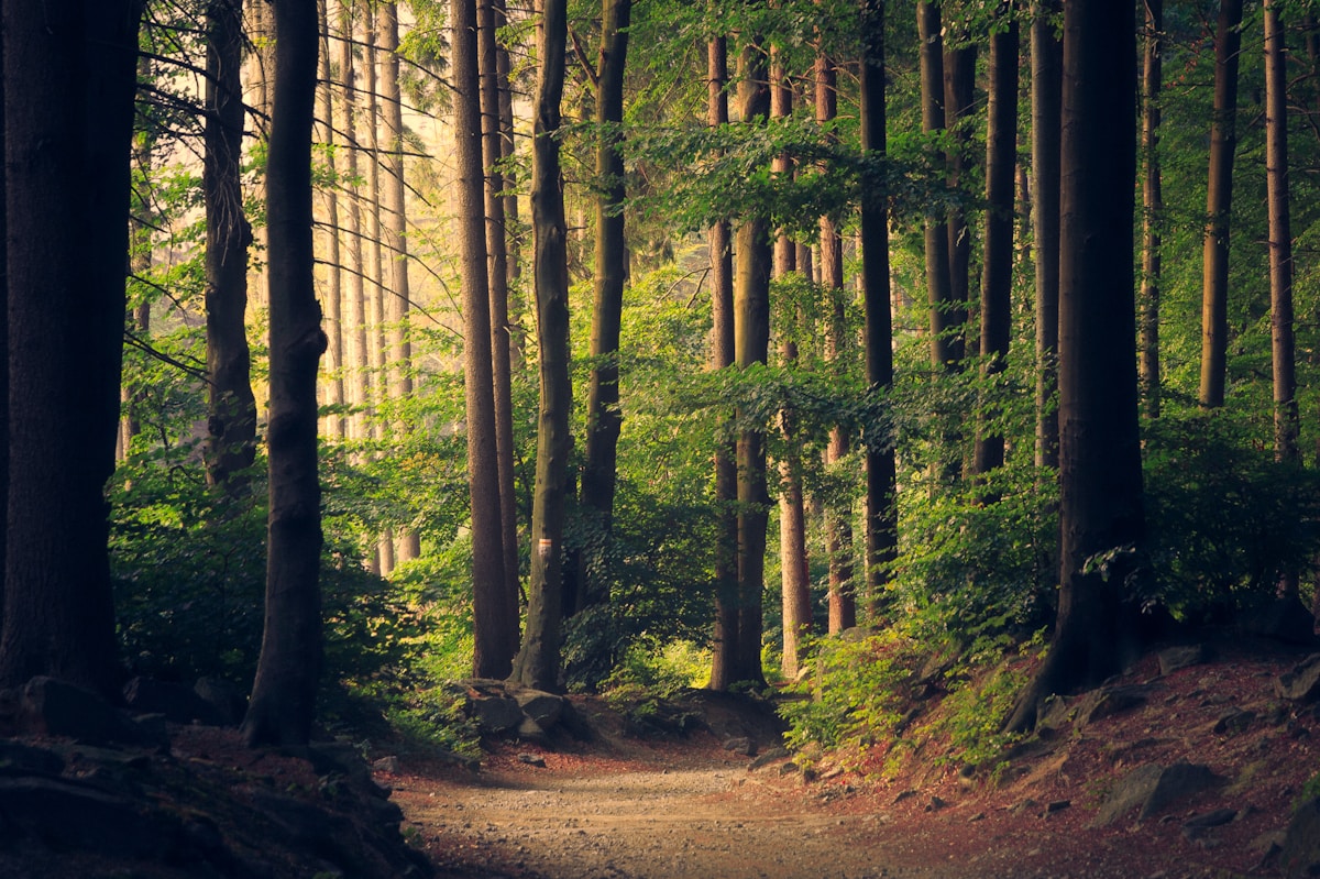 The Woodland Forest