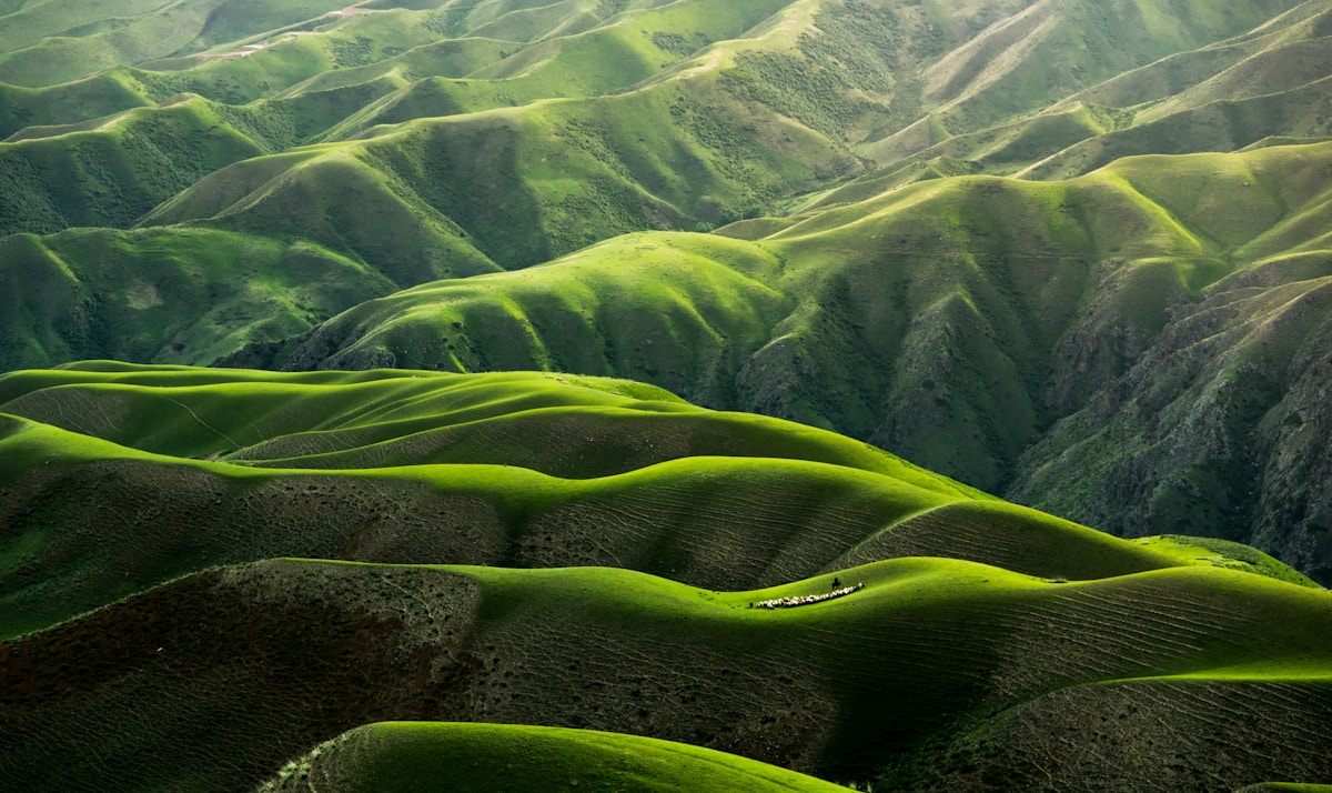 Serene Meadows